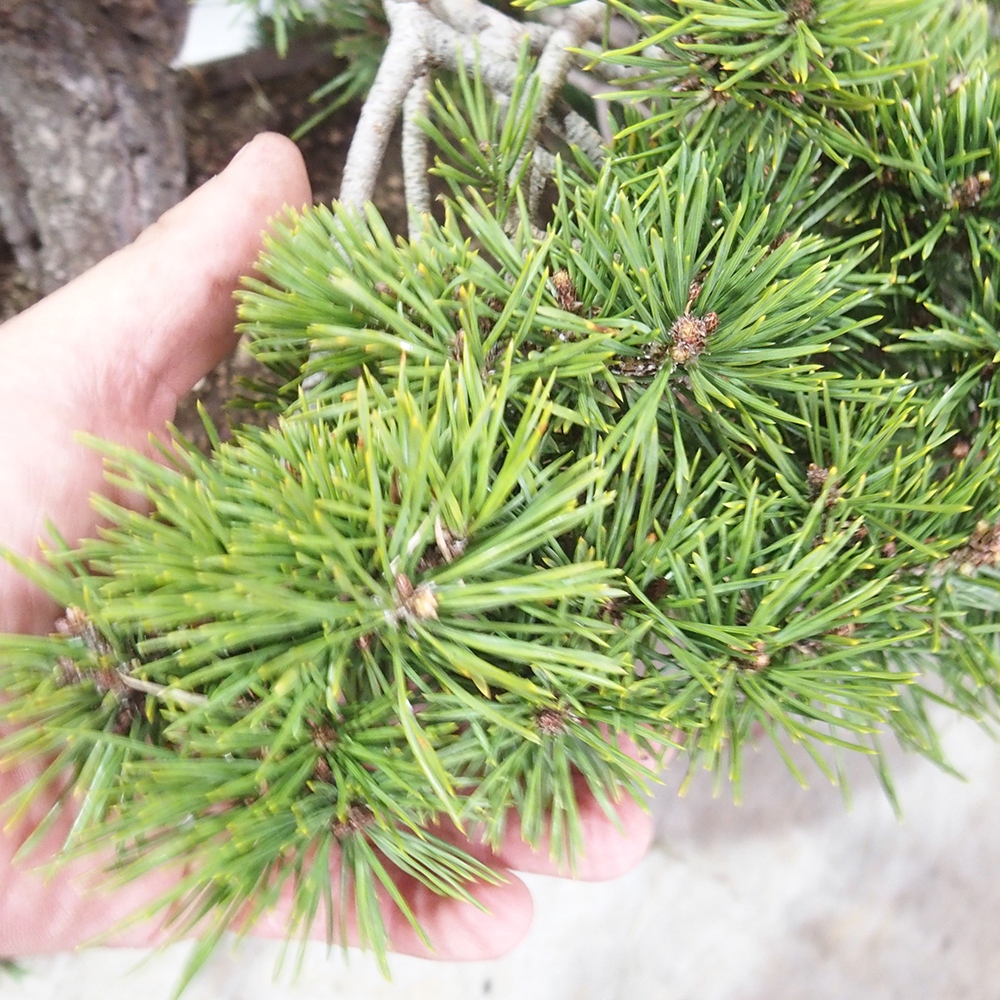 Yamadori - Pinus sylvestris 