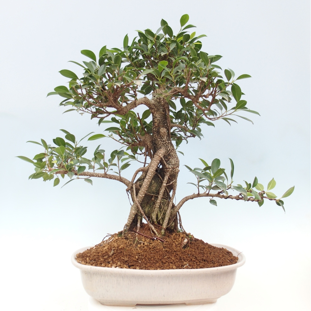 Zimmerbonsai - Ficus kimmen - kleinblättriger Ficus - NUR PERSÖNLICHE ABHOLUNG oder Palettentransport