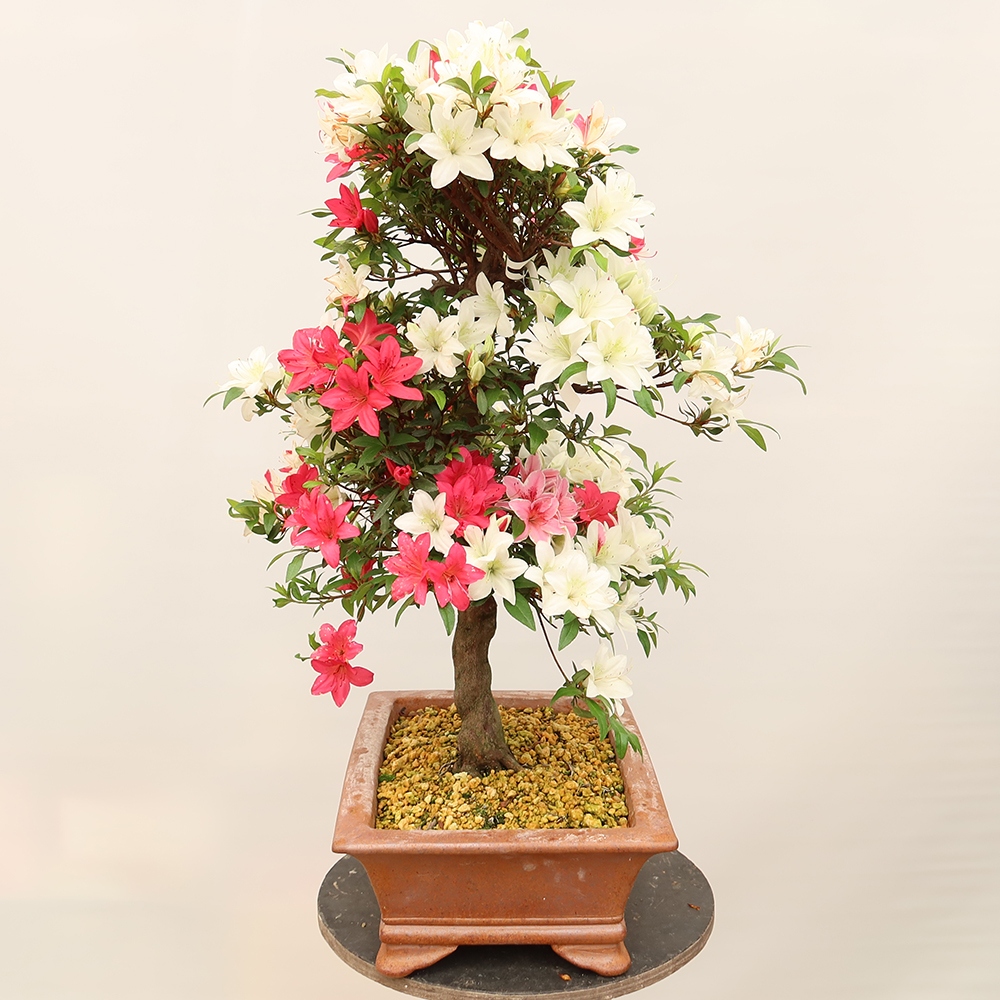 Bonsai für draußen - Japanische Azalee - Azalee CHIHIRO