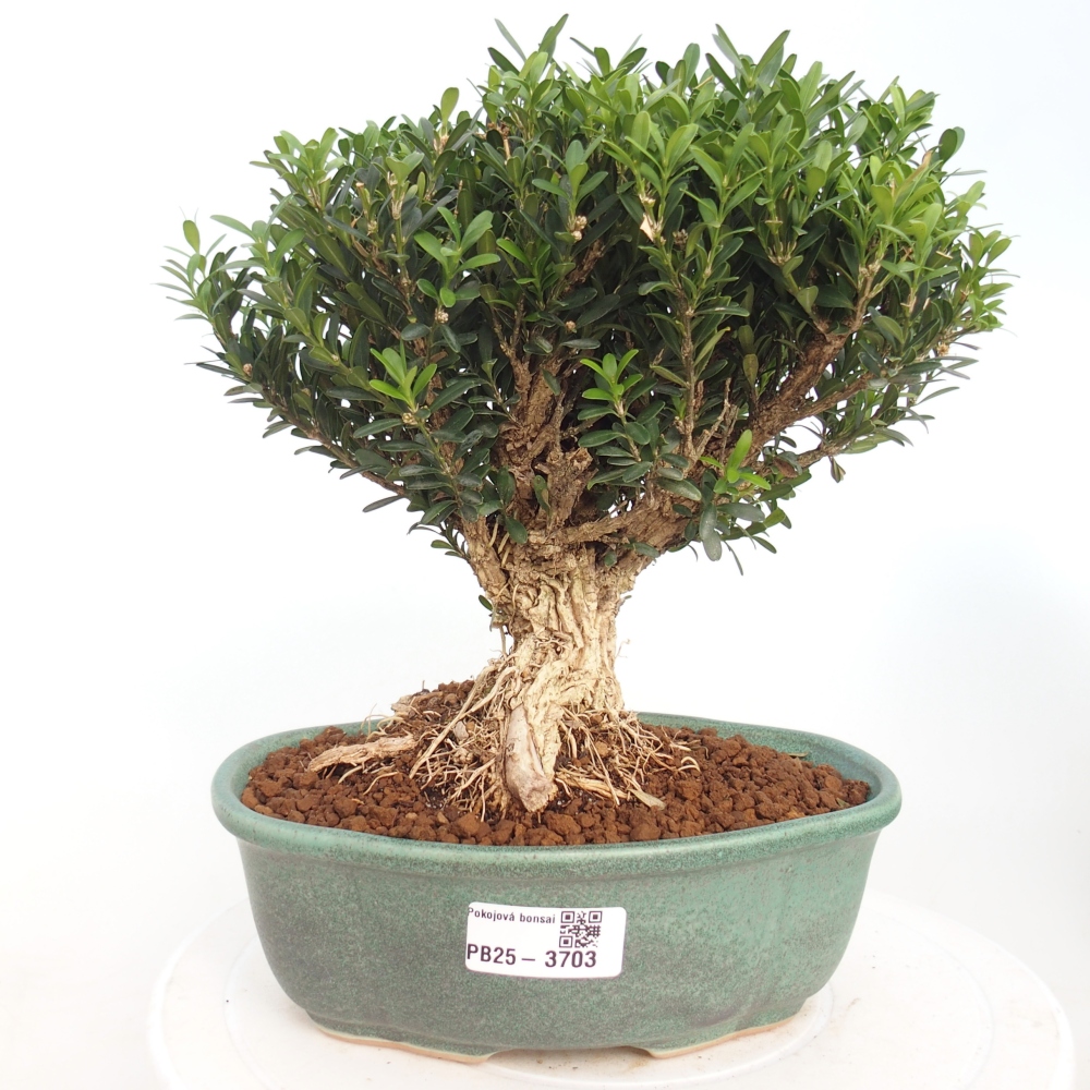 Innenbonsai - Buxus harlandii - Korkbuchsbaum