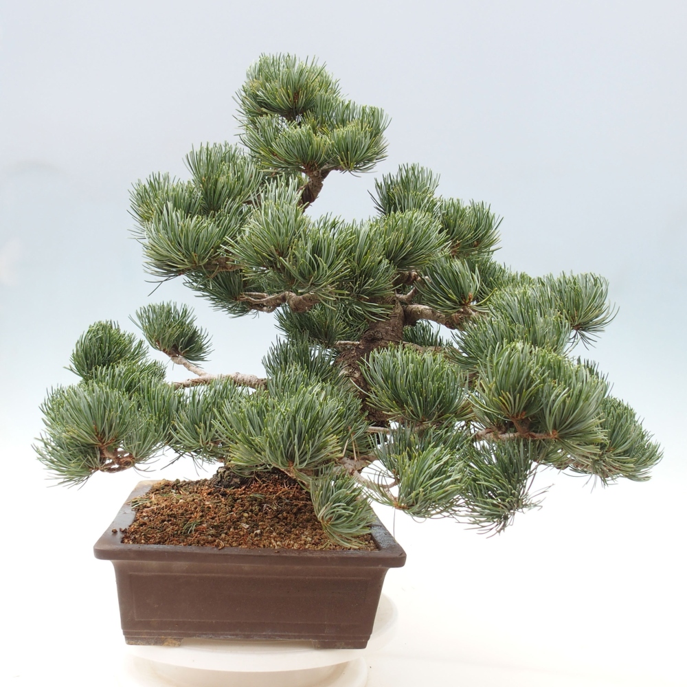 Bonsai im Freien - Pinus parviflora - kleine Kiefer