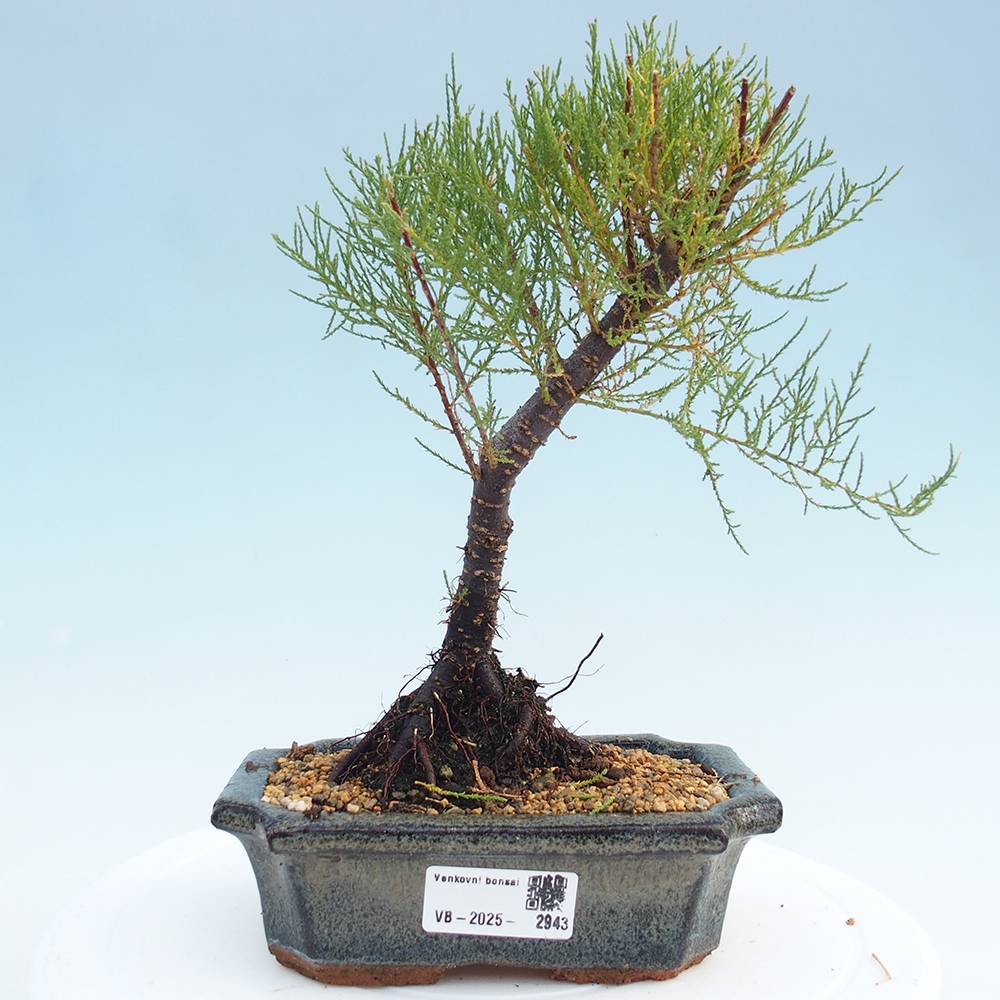 Bonsai im Freien - Tamarix - Tamarix