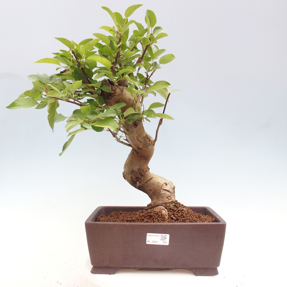 Bonsai im Freien - Malus halliana - Kleinfruchtiger Apfelbaum