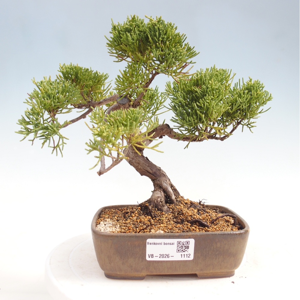 Bonsai für draußen - Juniperus chinensis Kishu