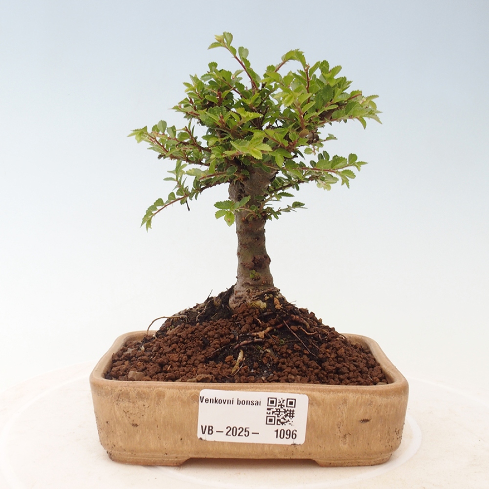 Bonsai im Freien - Ulmus parvifolia Sagei - Kleinblättrige Ulme