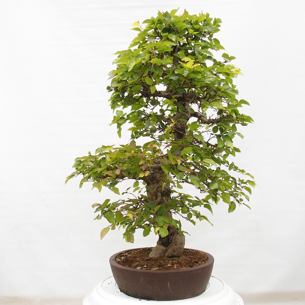 Bonsai im Freien -Carpinus CARPINOIDES - Koreanische Hainbuche