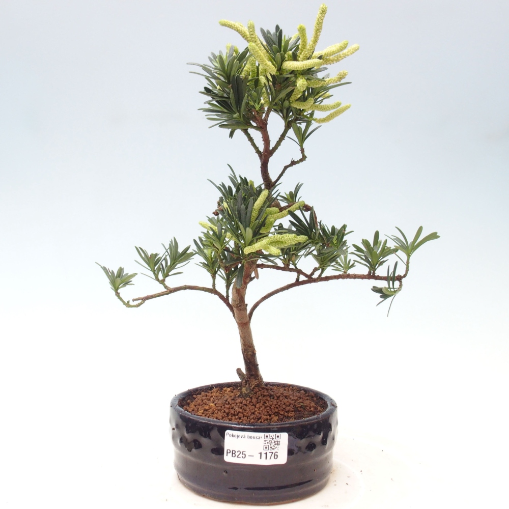 Indoor-Bonsai - Podocarpus - Stein tausend