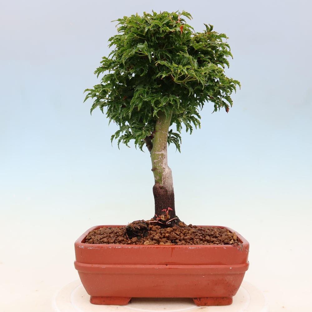 Bonsai für draußen -Javor-Palme Acer palmatum Shishigashira