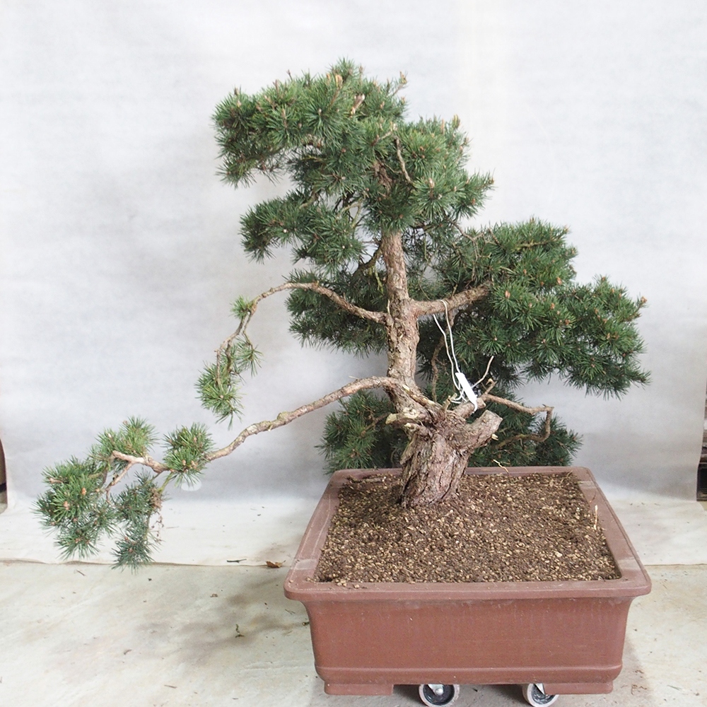 Yamadori - Pinus sylvestris 