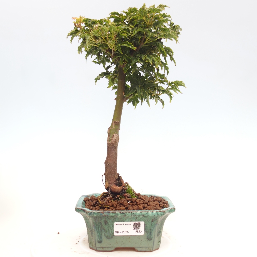 Bonsai im Freien - Acer palmatum Shishigashira-Ahorn