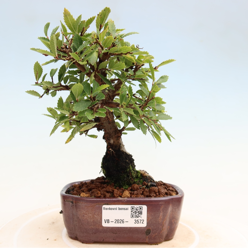 Bonsai für draußen - Zelkova - Zelkova NIRE
