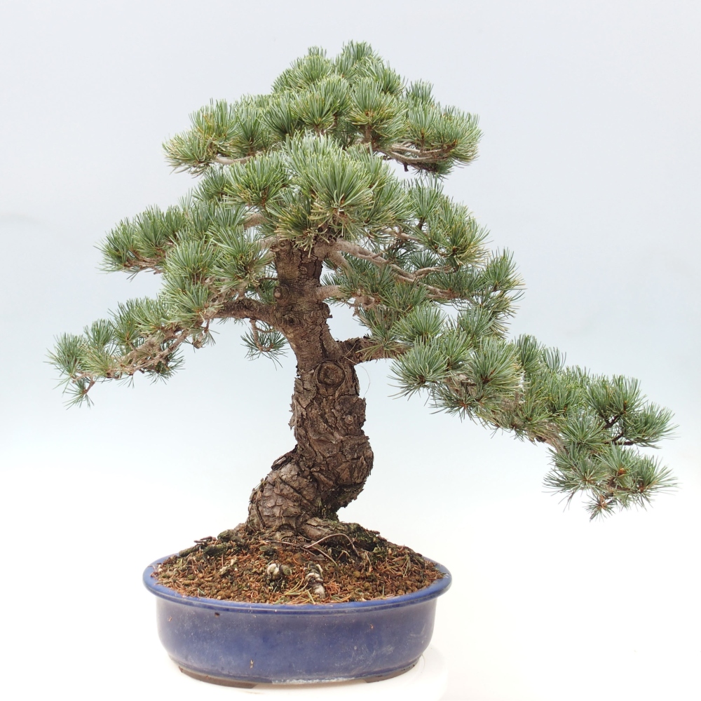 Bonsai im Freien - Pinus parviflora - kleine Kiefer