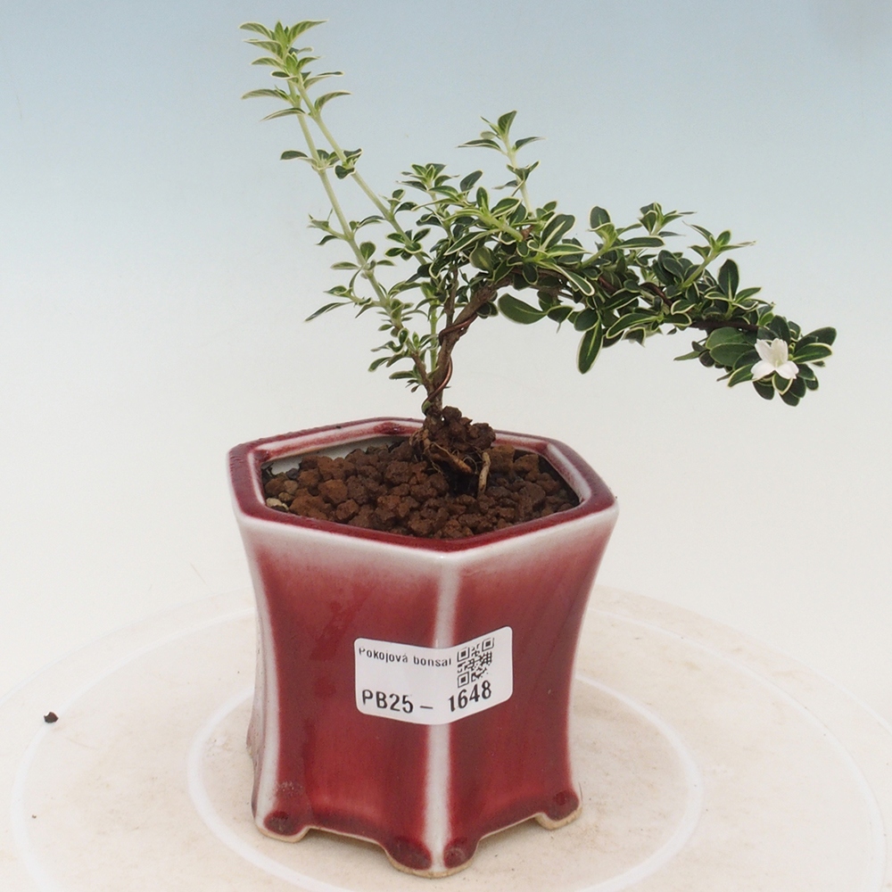 Zimmerbonsai - Serissa foetida Variegata - Baum der tausend Sterne