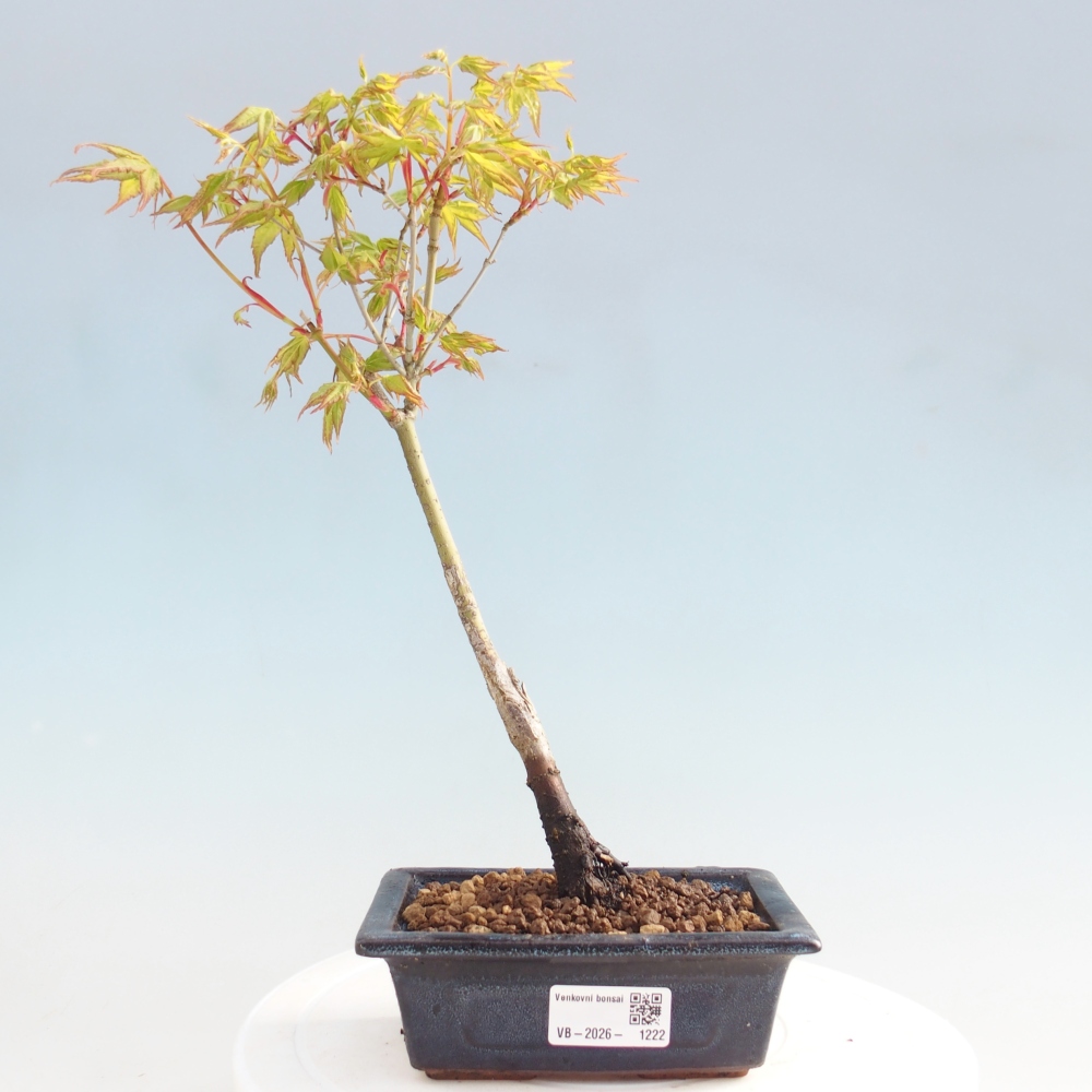 Acer palmatum Aureum - Goldahorn