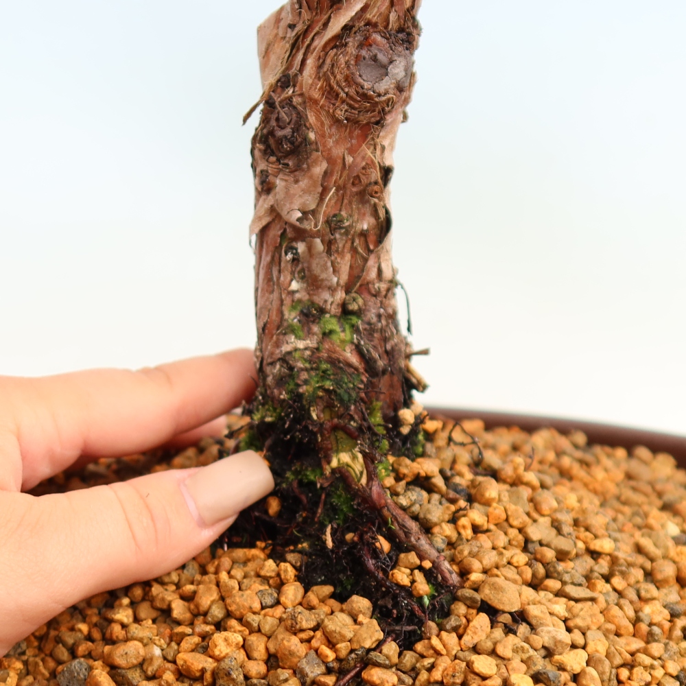 Bonsai für draußen - Juniperus chinensis Kishu