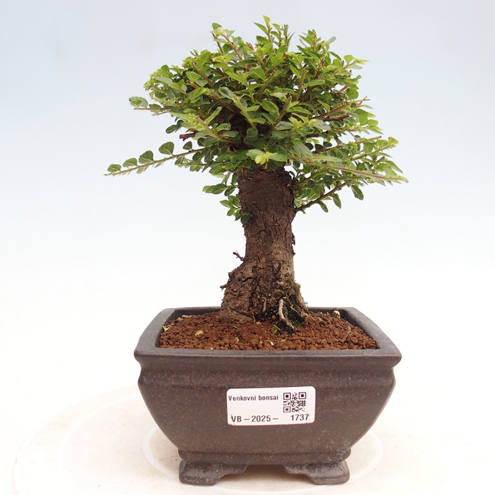 Bonsai im Freien - Ulmus parvifolia Hokkaido - Chinesische Ulme