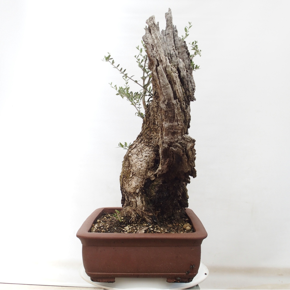 Indoor-Bonsai - Olea europaea sylvestris - Europäisches kleinblättriges Olivenöl