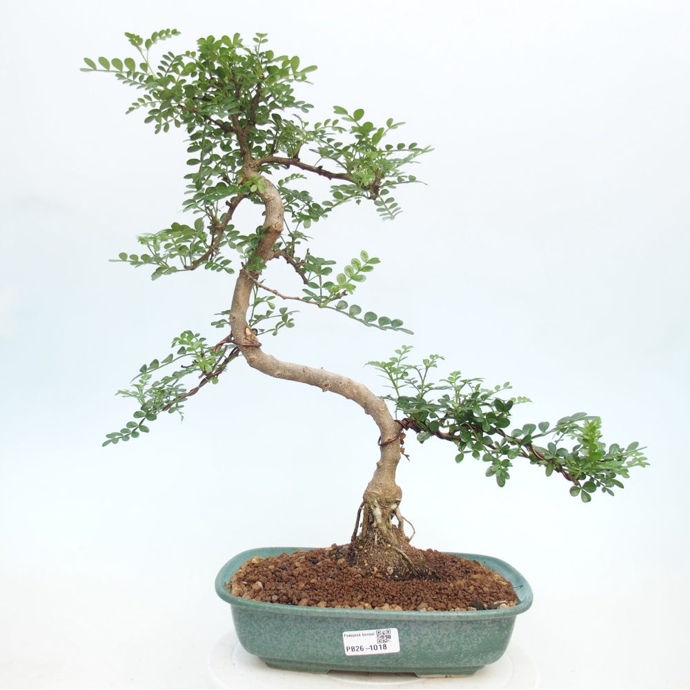 Zimmer Bonsai - Zantoxylum piperitum - Pfefferbaum