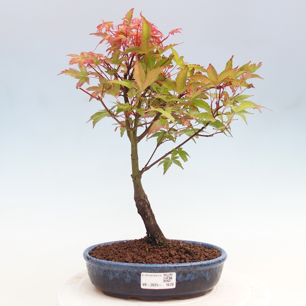Ahorn - Acer palmatum Beni Tsukasa