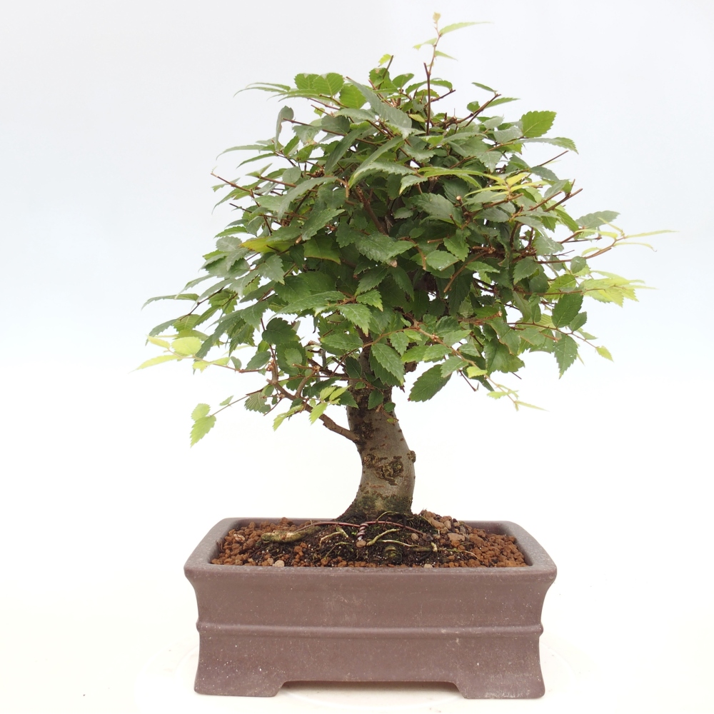 Bonsai im Freien - Zelkova - Zelkova serrata