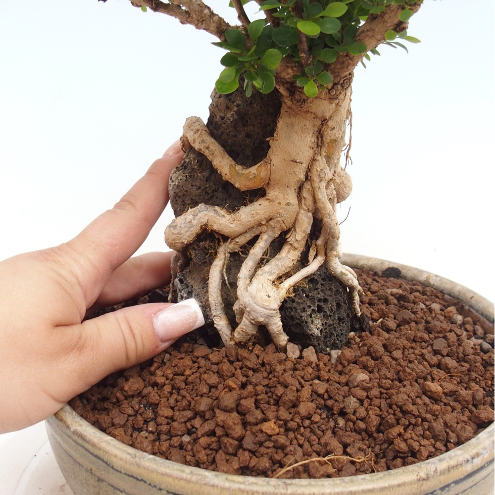 Bonsai für draußen - Berberis coreana