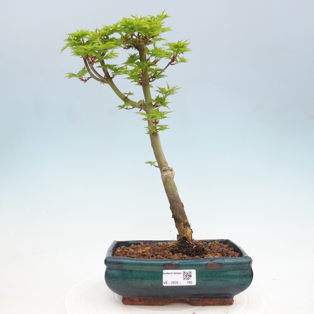 Bonsai für draußen -Javor-Palme Acer palmatum Shishigashira