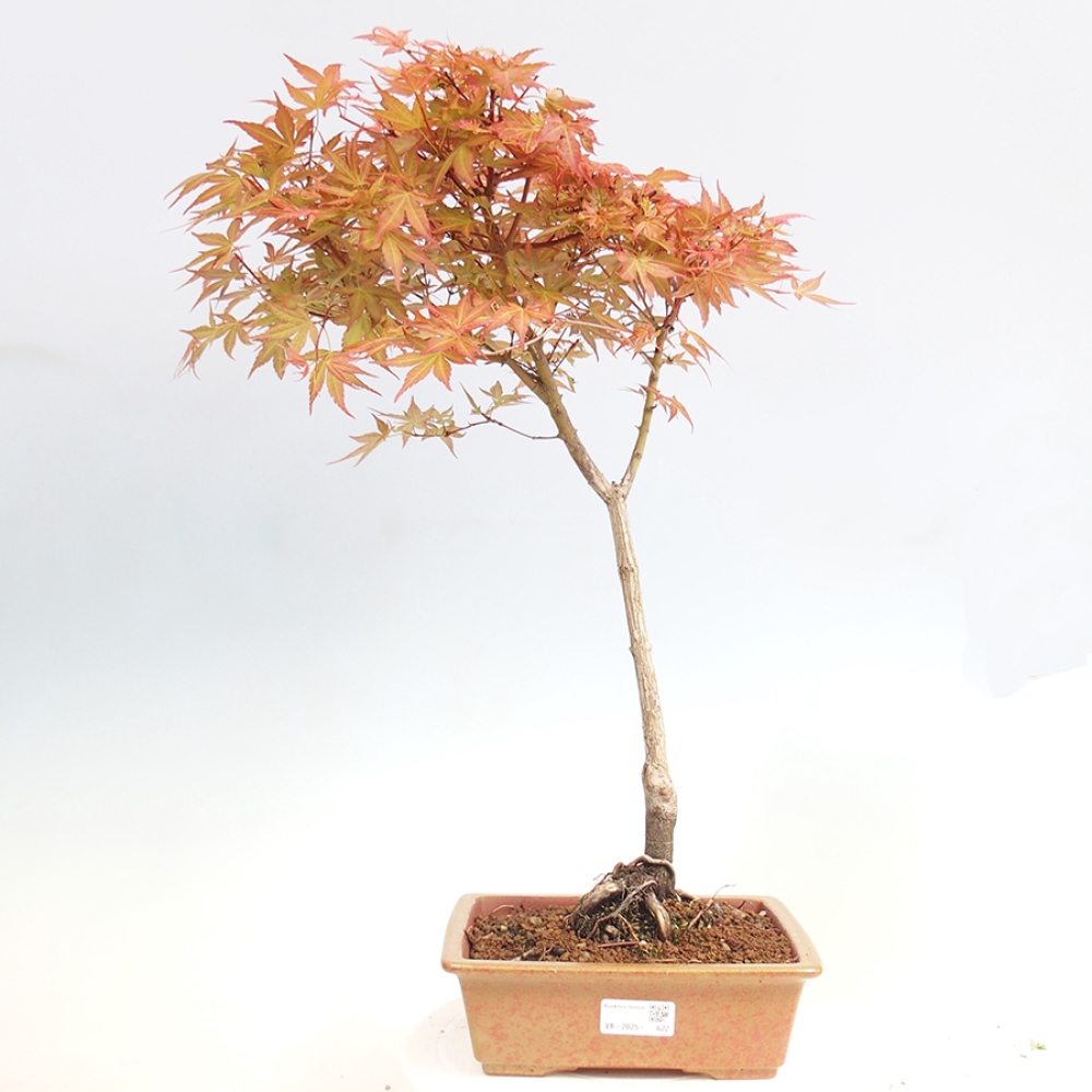 Ahorn - Acer palmatum Beni Tsukasa