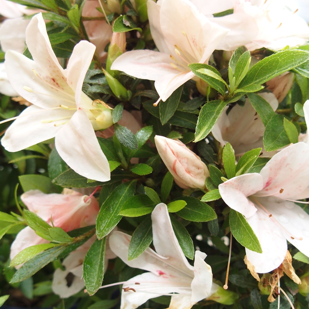 Bonsai im Freien - Japanische Azalee - Azalea Nikko