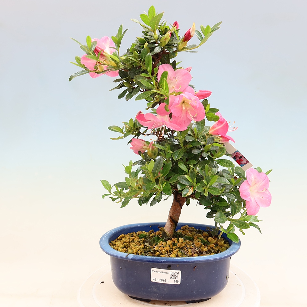 Bonsai für draußen - Japanische Azalee - Azalee Santoka