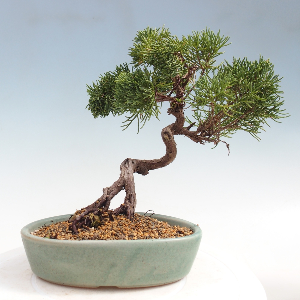 Bonsai für draußen - Juniperus chinensis Kishu