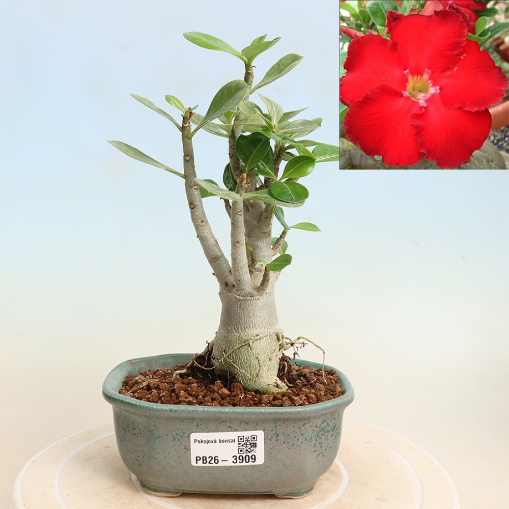 Zimmerbonsai – Adenium obesum „Red Star“ – Wüstenrose
