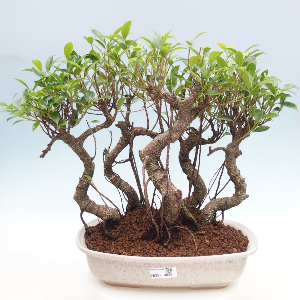 Zimmerbonsai - Ficus kimmen - Kleinblättriger Ficus