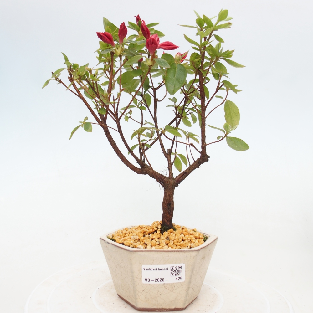 Bonsai für draußen - Japanische Azalee - Azalea sp.