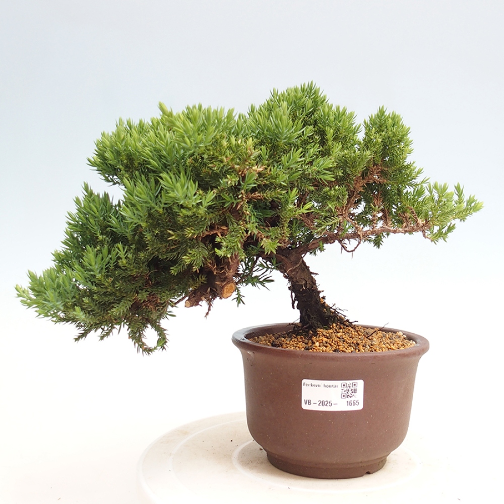 Bonsai im Freien - Juniperus procumbens - Niedergeworfener Wacholder