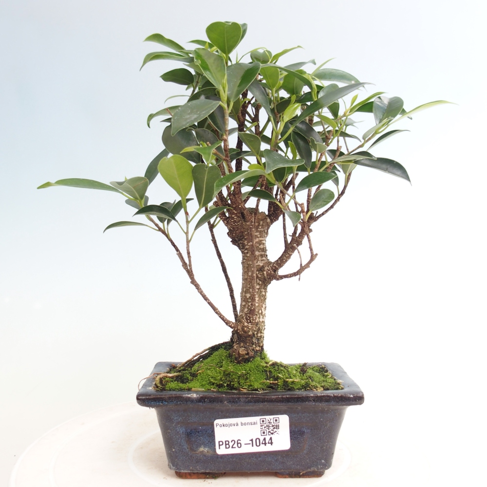 Zimmer Bonsai Ficus retusa kimmen