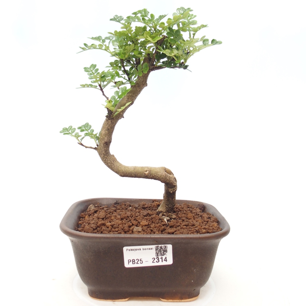 Zimmerbonsai - Zantoxylum piperitum - Pfefferminze