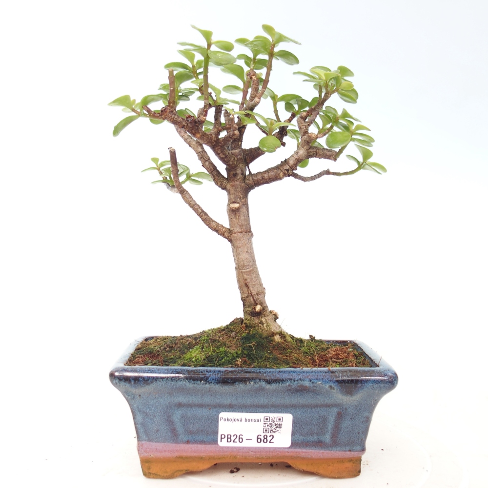 Zimmer Bonsai - Portulakaria Afra - Tlustice