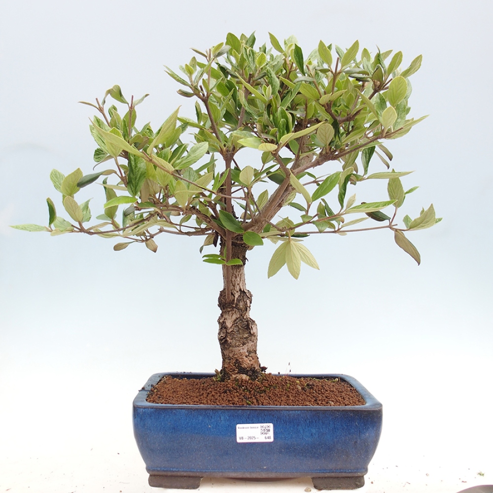 Outdoor-Bonsai-Kalina Bodnanská - Viburum carlesii