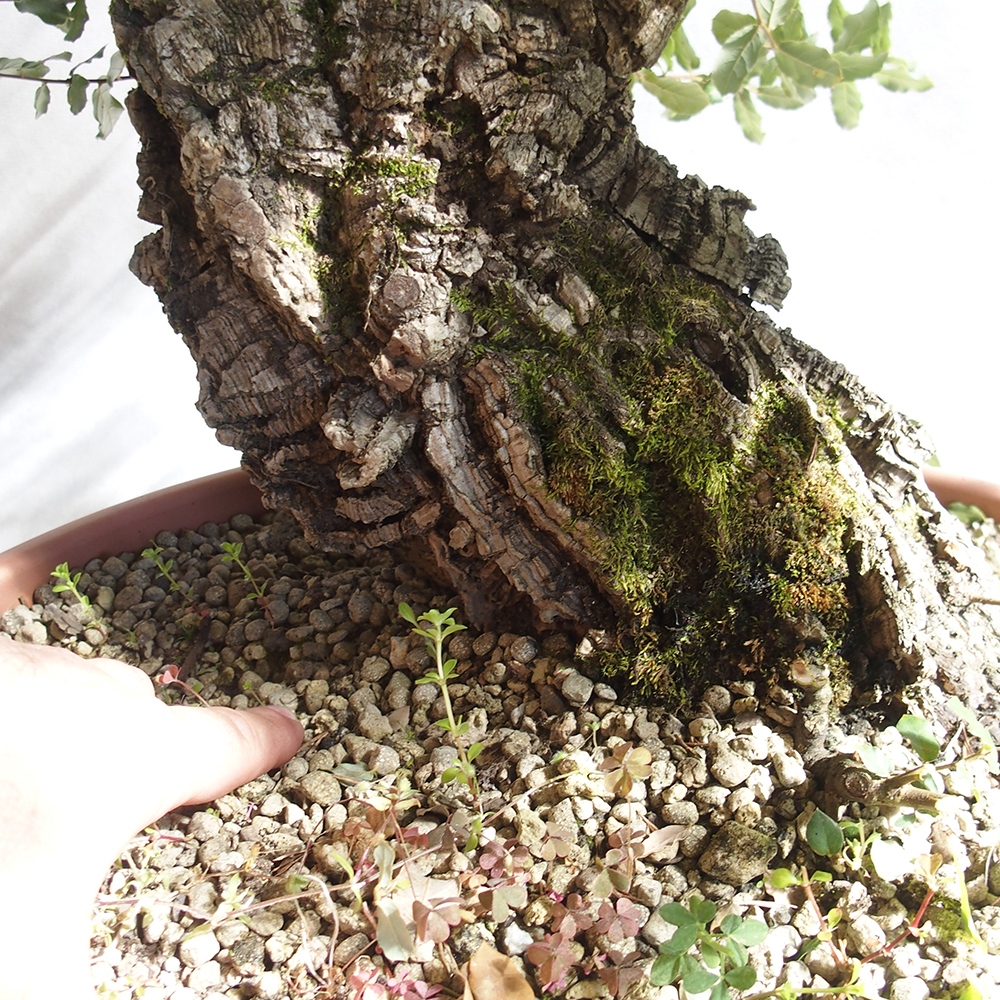 Outdoor-Bonsai Quercus suber - Kork-Eiche