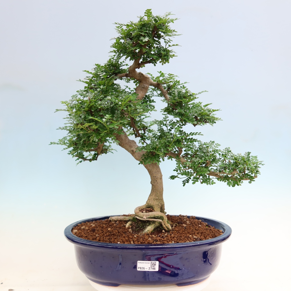 Zimmer Bonsai - Zantoxylum piperitum - Pfefferbaum