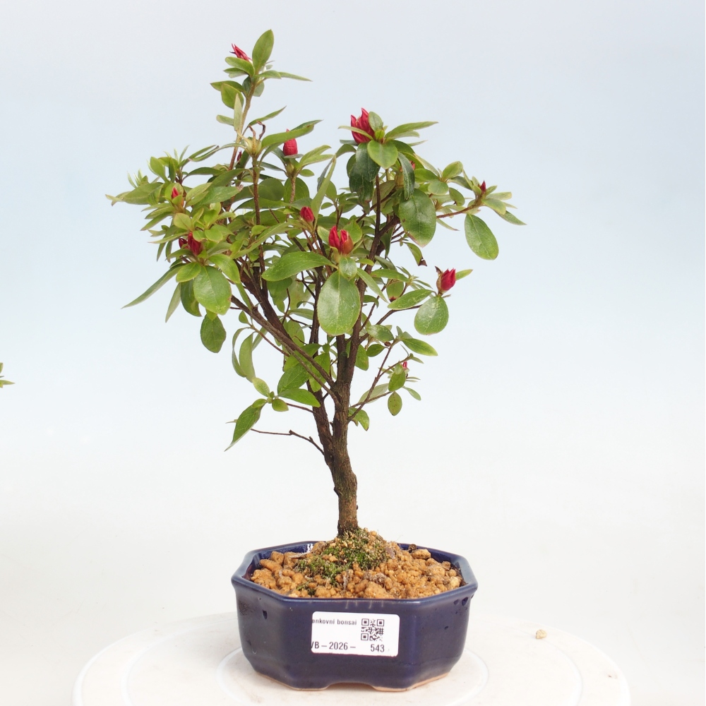 Bonsai für draußen - Japanische Azalee - Azalea sp.