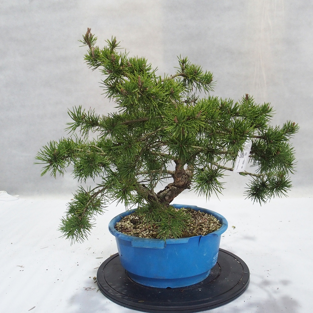Yamadori - Pinus sylvestris 