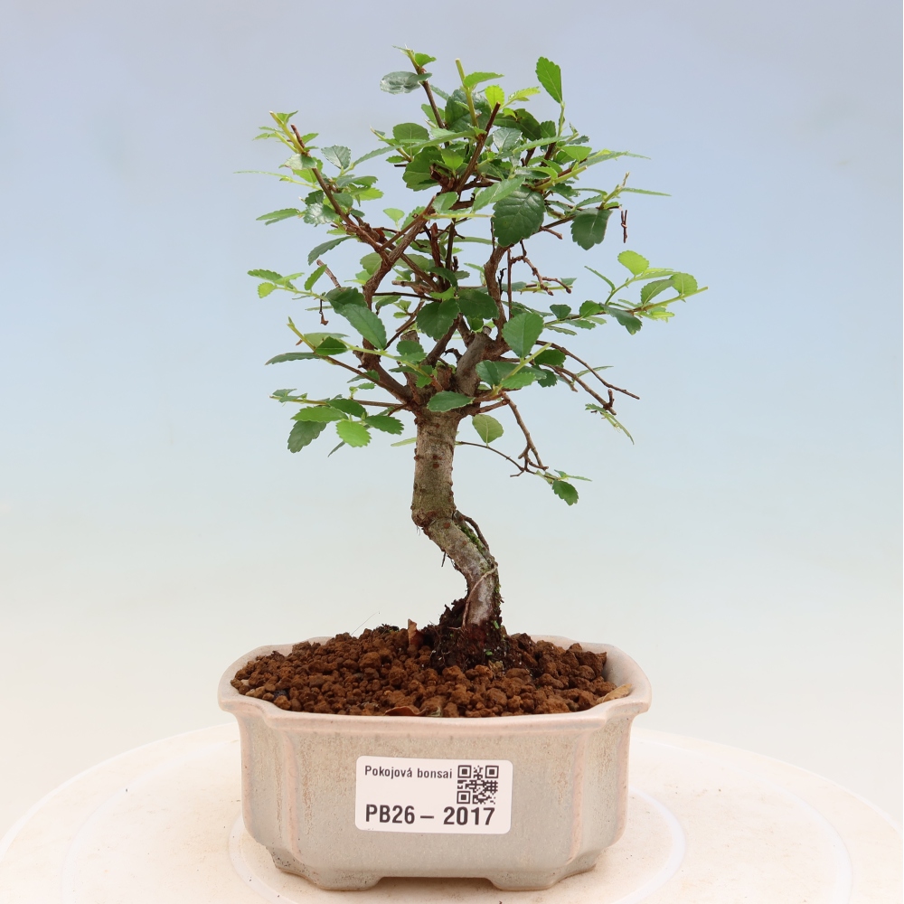 Zimmerbonsai - Ulmus parvifolia - Kleinblättrige Ulme