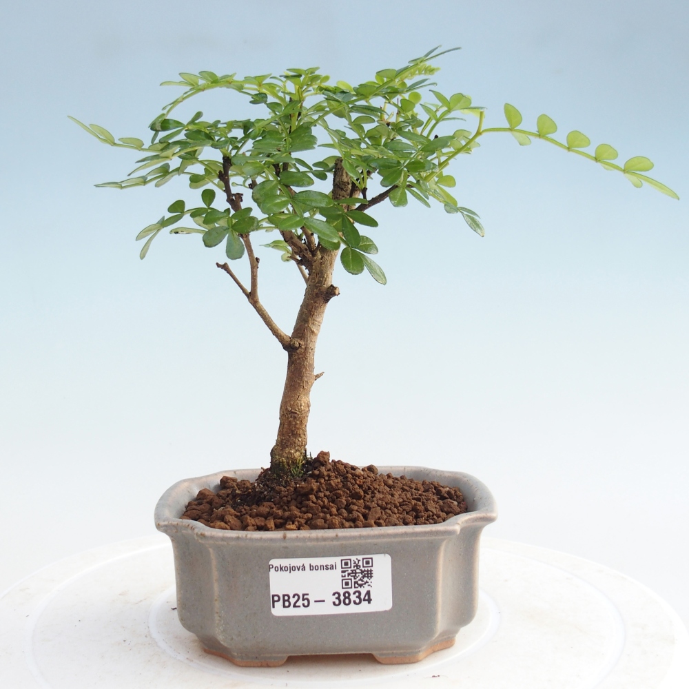 Zimmer Bonsai - Zantoxylum piperitum - Pfefferbaum PB220935