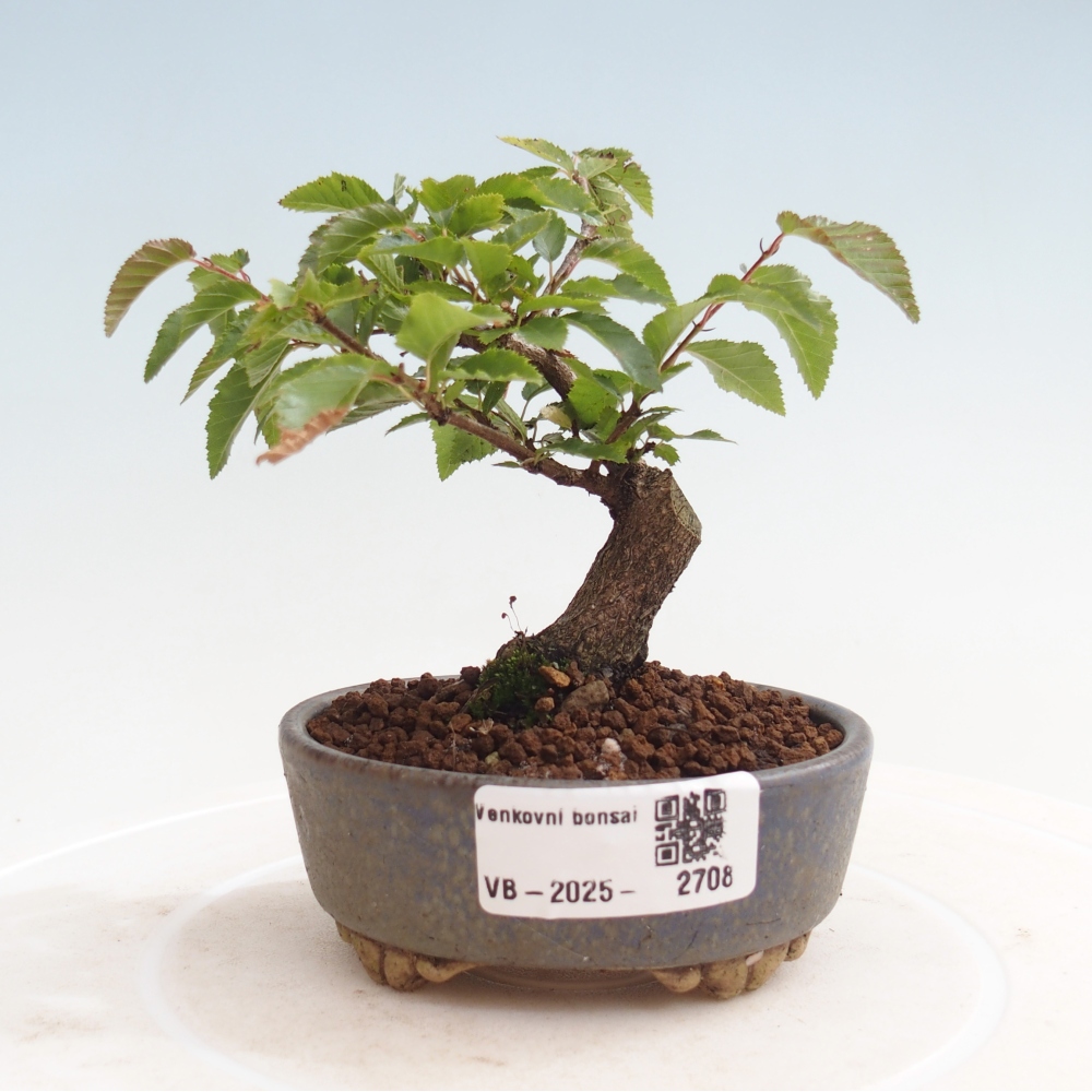 Outdoor-Bonsai -Carpinus CARPINOIDES - Koreanisch Hainbuche