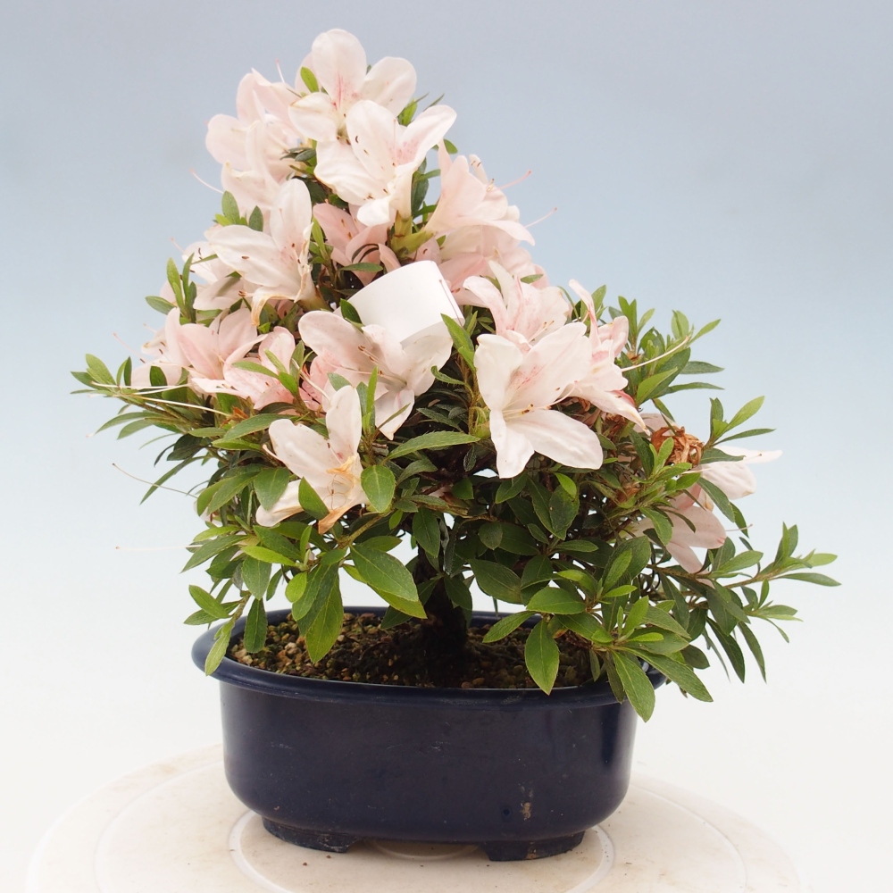 Bonsai im Freien - Japanische Azalee - Azalea Nikko
