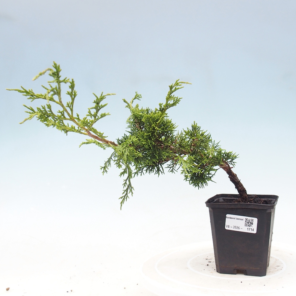 Bonsai für draußen - Juniperus chinensis Itoigawa