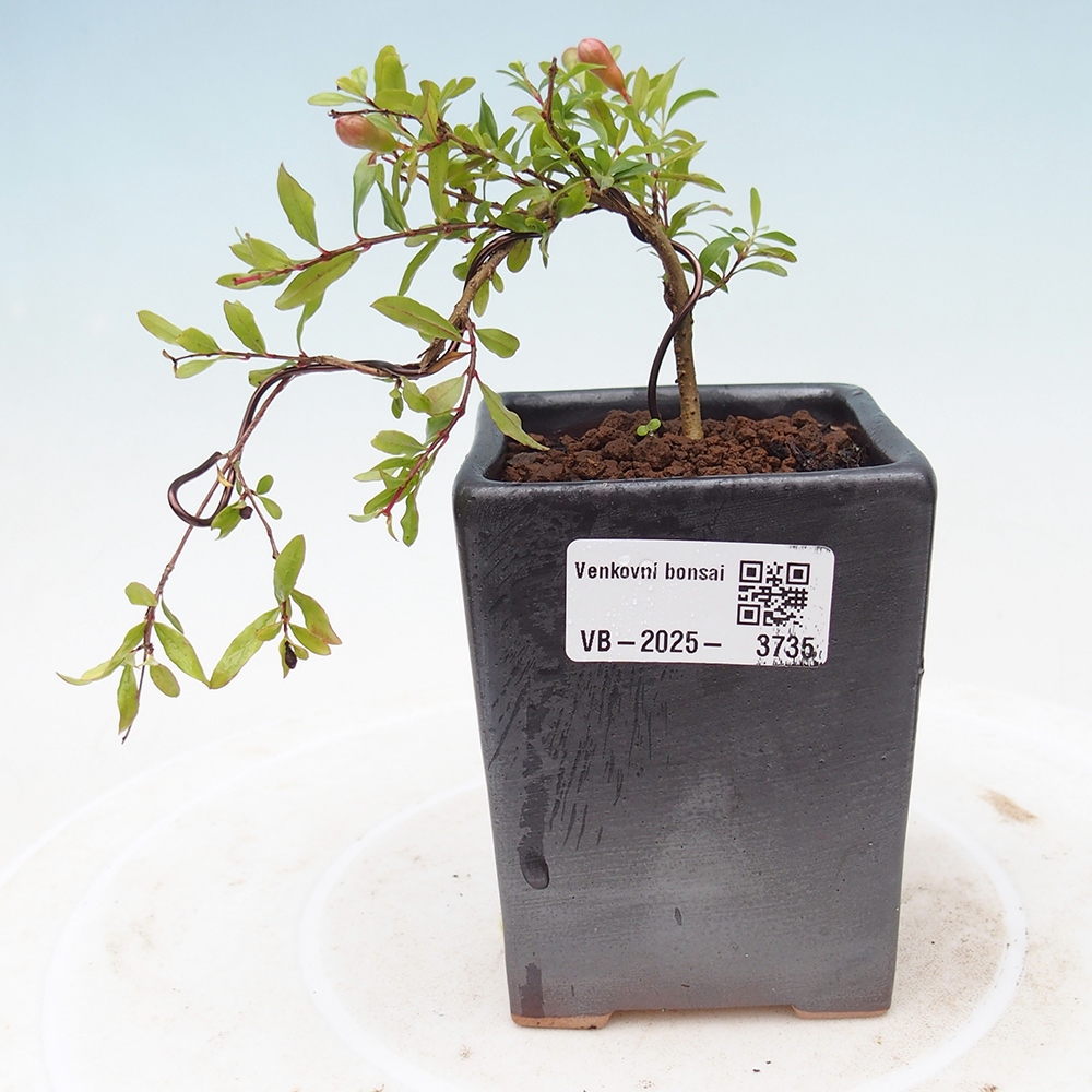 Zimmer Bonsai-PUNICA Granatum Nana-Granatapfel