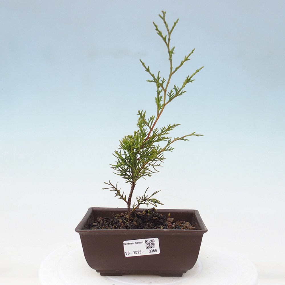 Outdoor bonsai - Juniperus chinensis Itoigawa - Chinese juniper