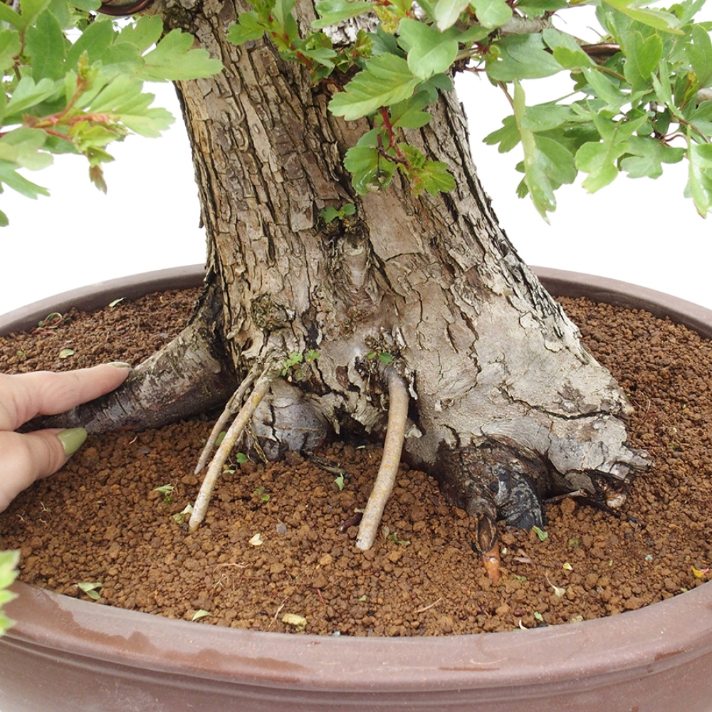 Bonsai im Freien - Weißdorn - Crataegus monogyna